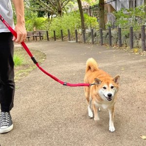 Subaru Easy Dog Zero Shock 120 см FHST22005801