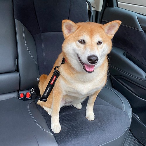 Subaru Easy Dog Click (Черный) FHST22005900 - Фото 7